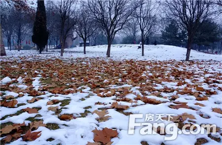 【明珠· 公园Ⅱ期 | 望璟台】2018年 场雪，银装的她更美！